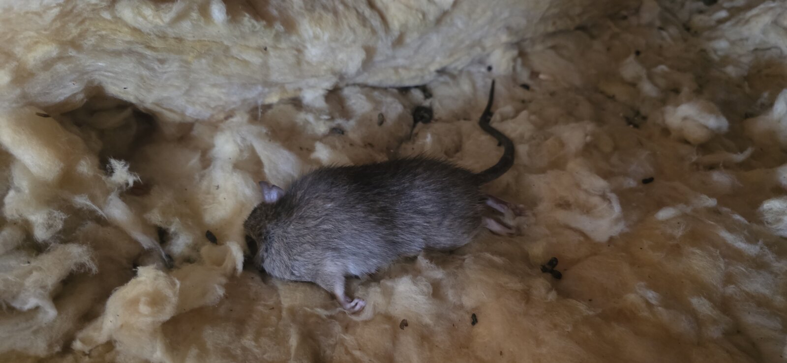 Rongeur découvert dans l'isolation d'un bâtiment