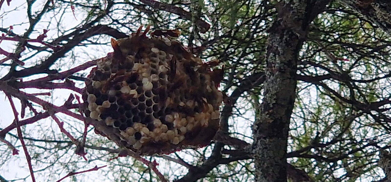 Nid de guêpes dans un arbre en plein jardin