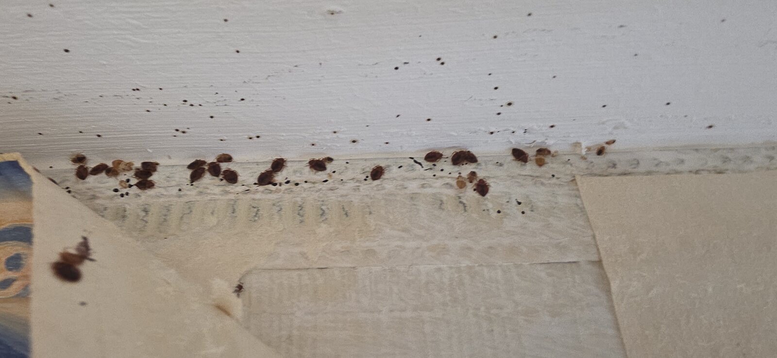 Infestation de punaises de lit le long d'un mur