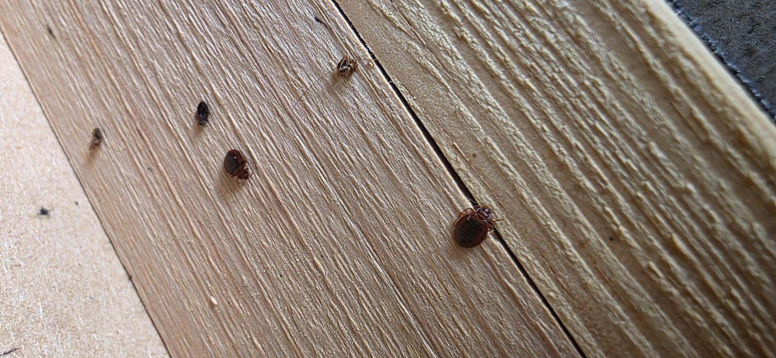 Punaise de lit observée sur une structure en bois